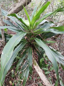 Image of large-leaved dragon tree