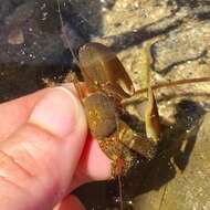 Image of Cabrillo porcelain crab