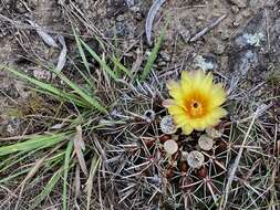 Image de Parodia mammulosa (Lem.) N. P. Taylor