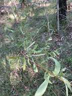 Image of Hakea florulenta Meissner