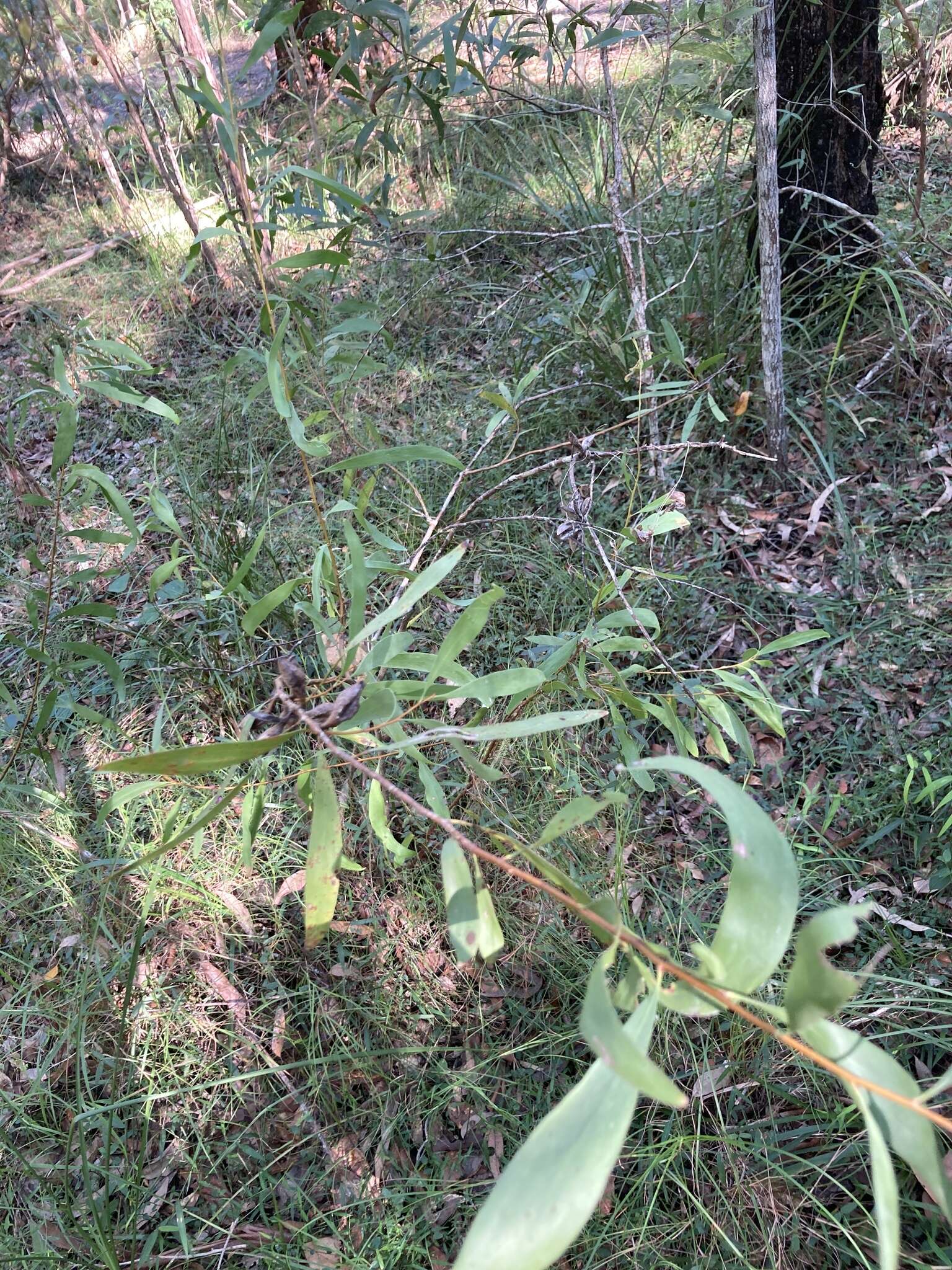 Image of Hakea florulenta Meissner