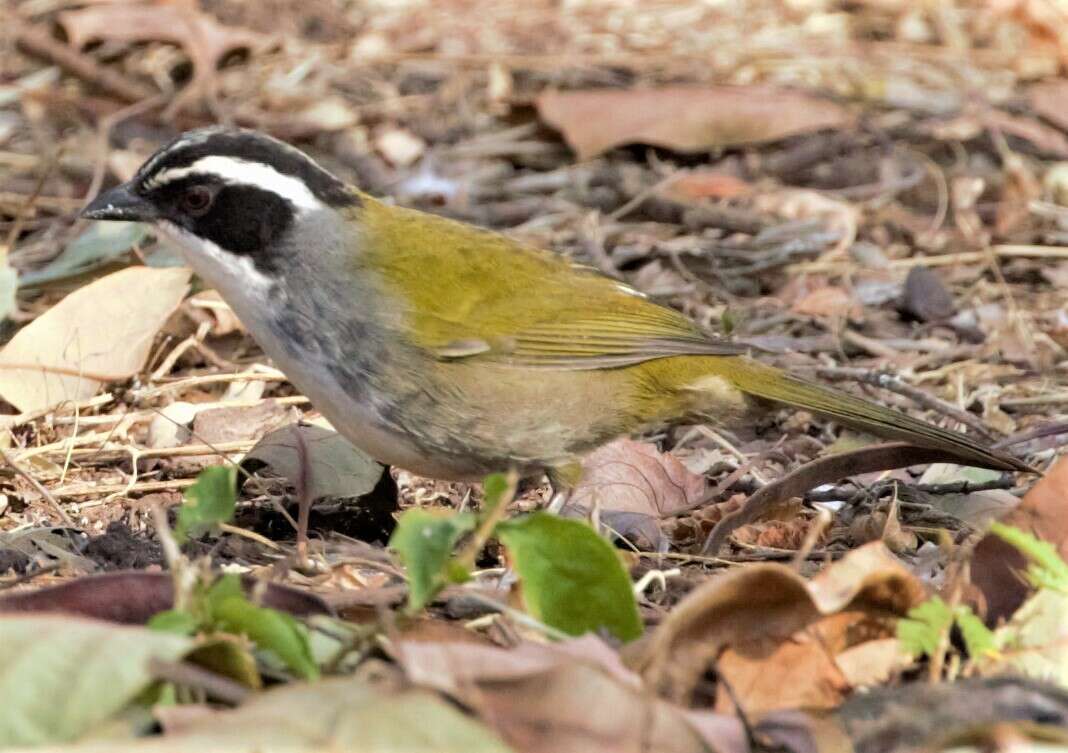 Image of Stripe-headed Brush Finch