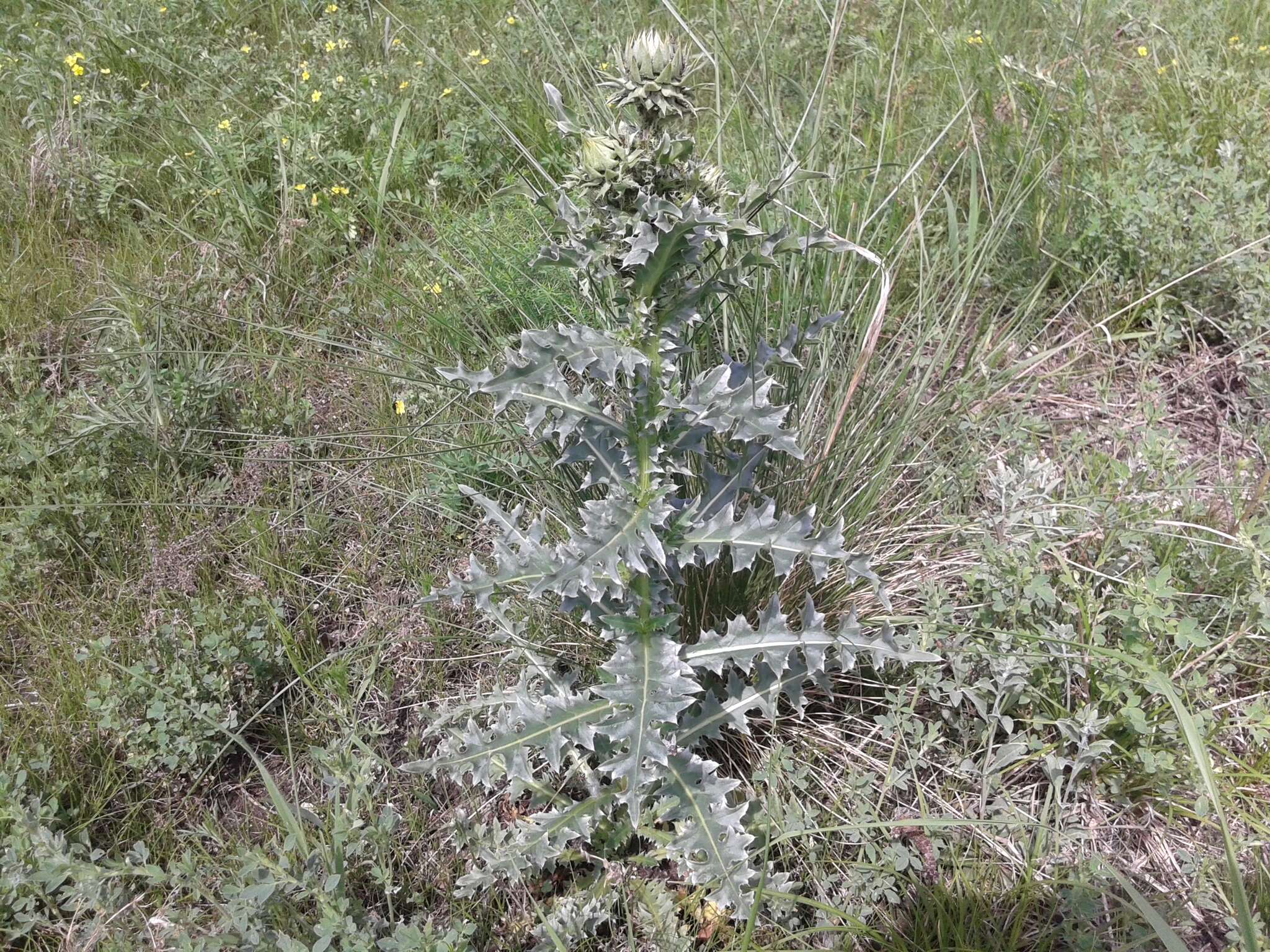 Image of Carduus nutans subsp. leiophyllus (Petrovic) Arènes