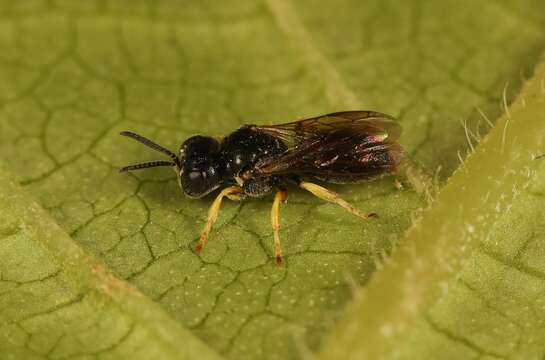 Image of Anacrabronina Ashmead 1899