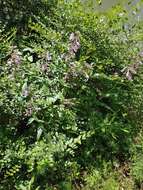 Image of longsepal beardtongue