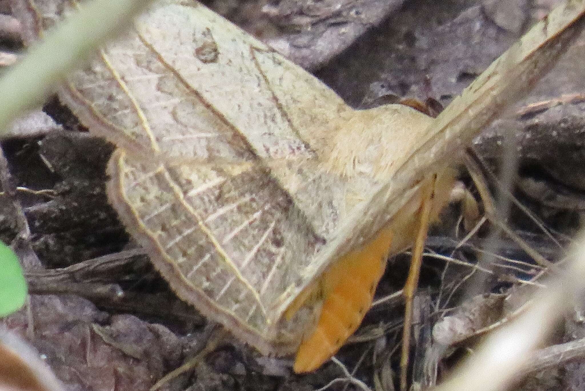 Sivun Entomogramma pardus Guenée 1852 kuva