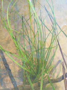 Image of Louisiana Quillwort