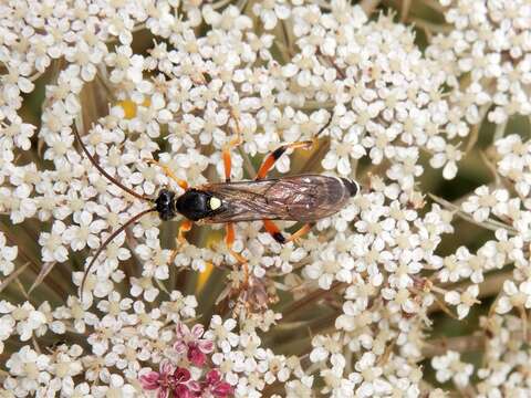 Image of Ichneumon promissorius Erichson 1842