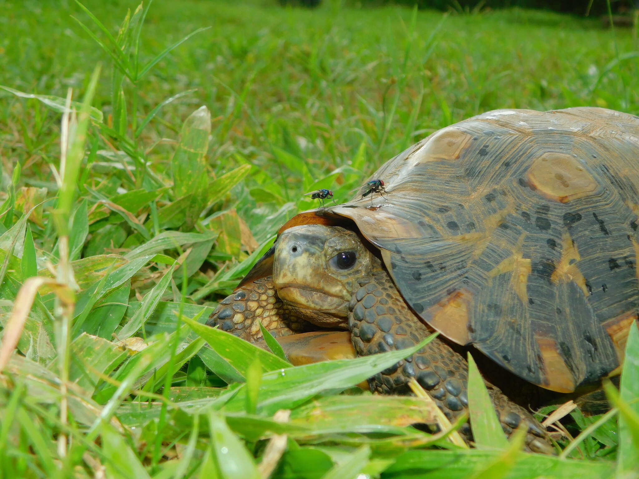 Image of Bell’s hinged tortoise