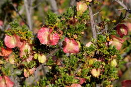 Image of Dodonaea microzyga F. Müll.