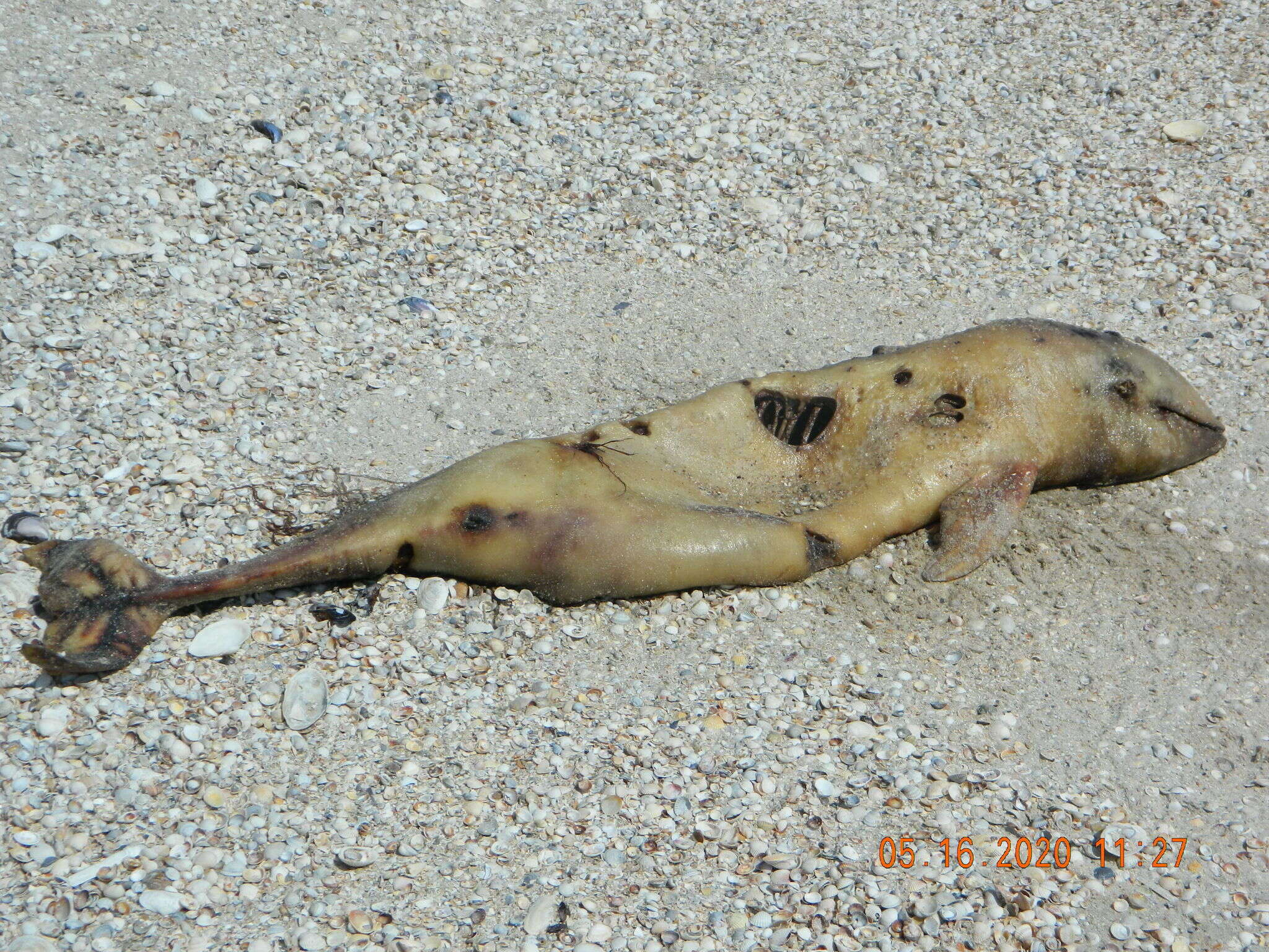 Image of Black Sea harbour porpoise