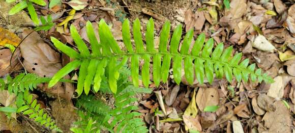 Microlepia hookeriana (Wall.) C. Presl resmi