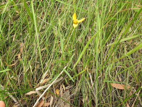 Image of Acmella grandiflora (Turcz.) R. K. Jansen