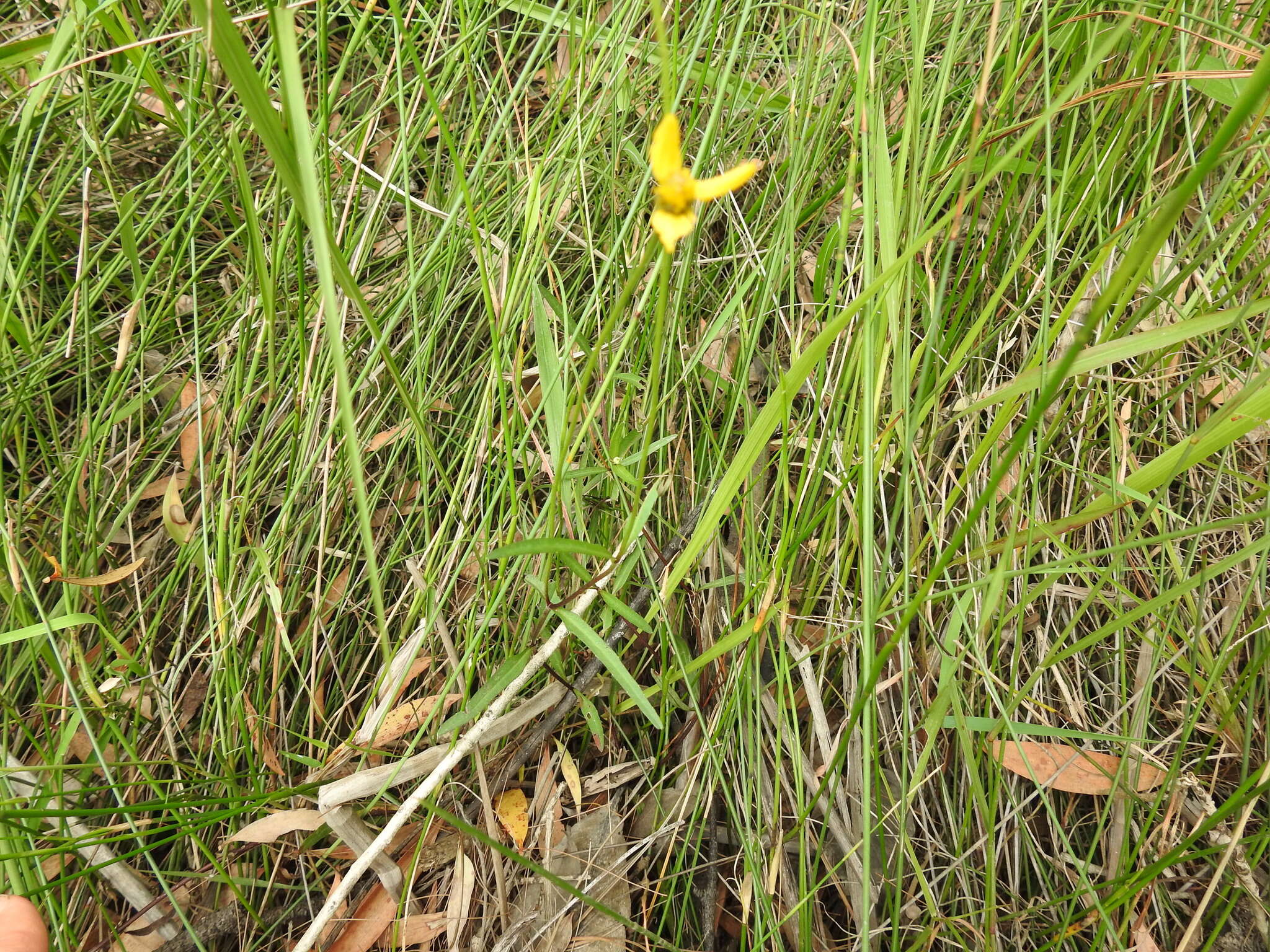 Image of Acmella grandiflora var. brachyglossa (Benth.) R. K. Jansen