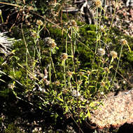 Image of tropical creeping cudweed