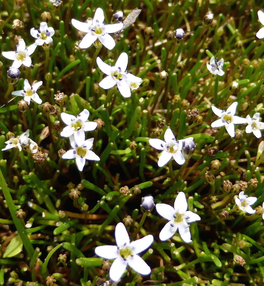 Sivun Limosella longiflora Kuntze kuva