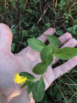 Image of Elliott's goldenrod