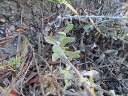 Image de Helichrysum rotundifolium (Thunb.) Less.