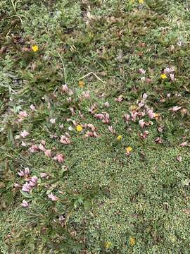 Image of dwarf clover