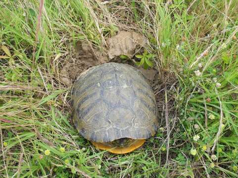 Image of yellow-bellied slider