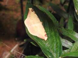 صورة Luxiaria phyllosaria Walker 1860