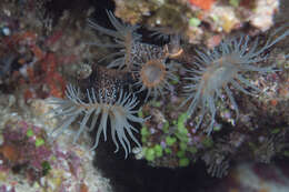 Image of jewel anemone