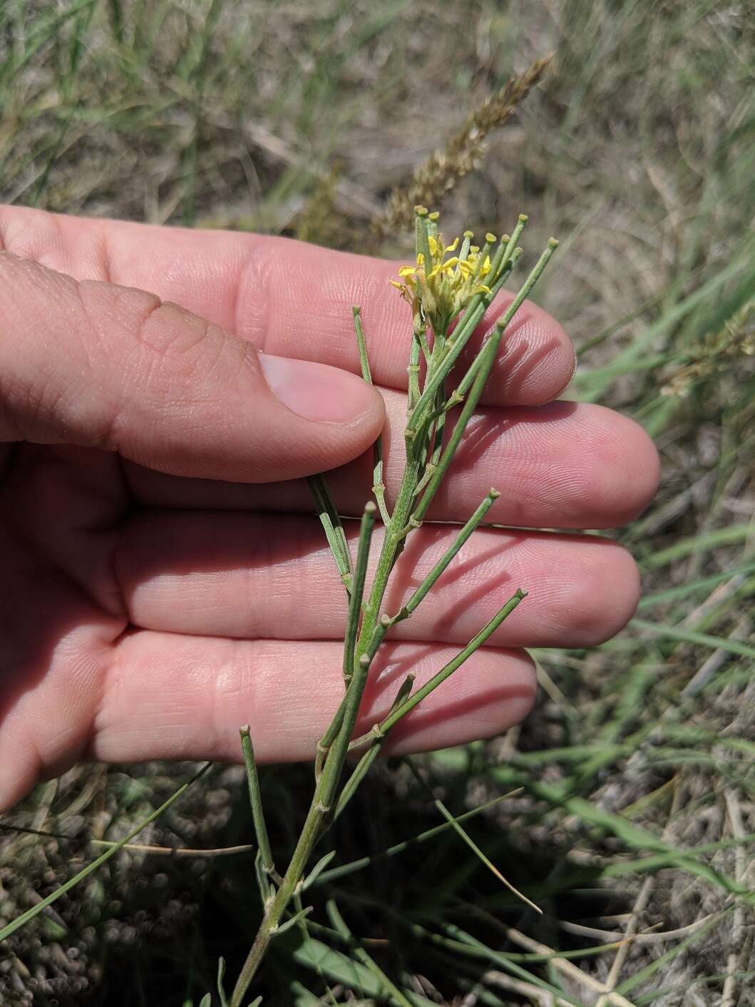 Image of shy wallflower