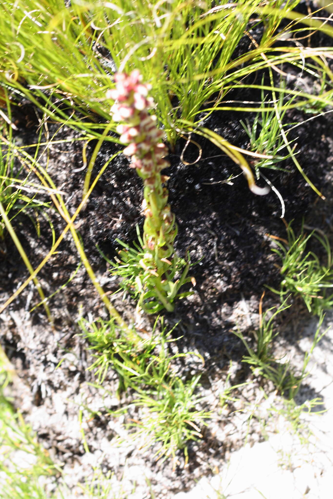 Image of Disa obtusa subsp. picta (Sond.) H. P. Linder