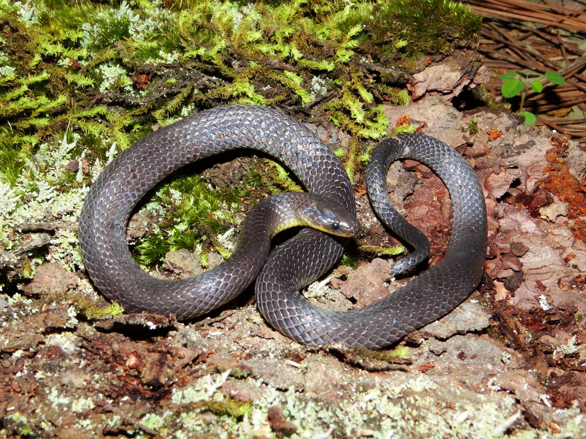 Image of Sierra Coalcoman Earth Snake