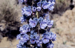 Слика од Echium auberianum Webb & Berth.