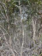 Image of Kangaroo Island Narrow-leaf Mallee