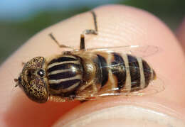 صورة Eristalinus megacephalus (Rossi 1794)