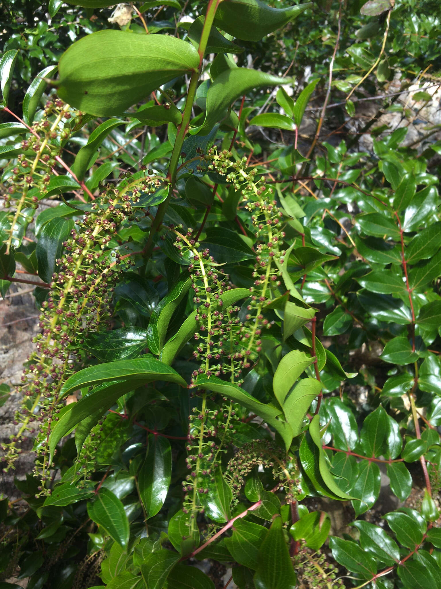 Image of <i>Coriaria <i>arborea</i></i> var. arborea