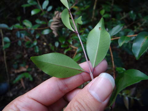 Image of Syzygium formosanum (Hayata) Mori