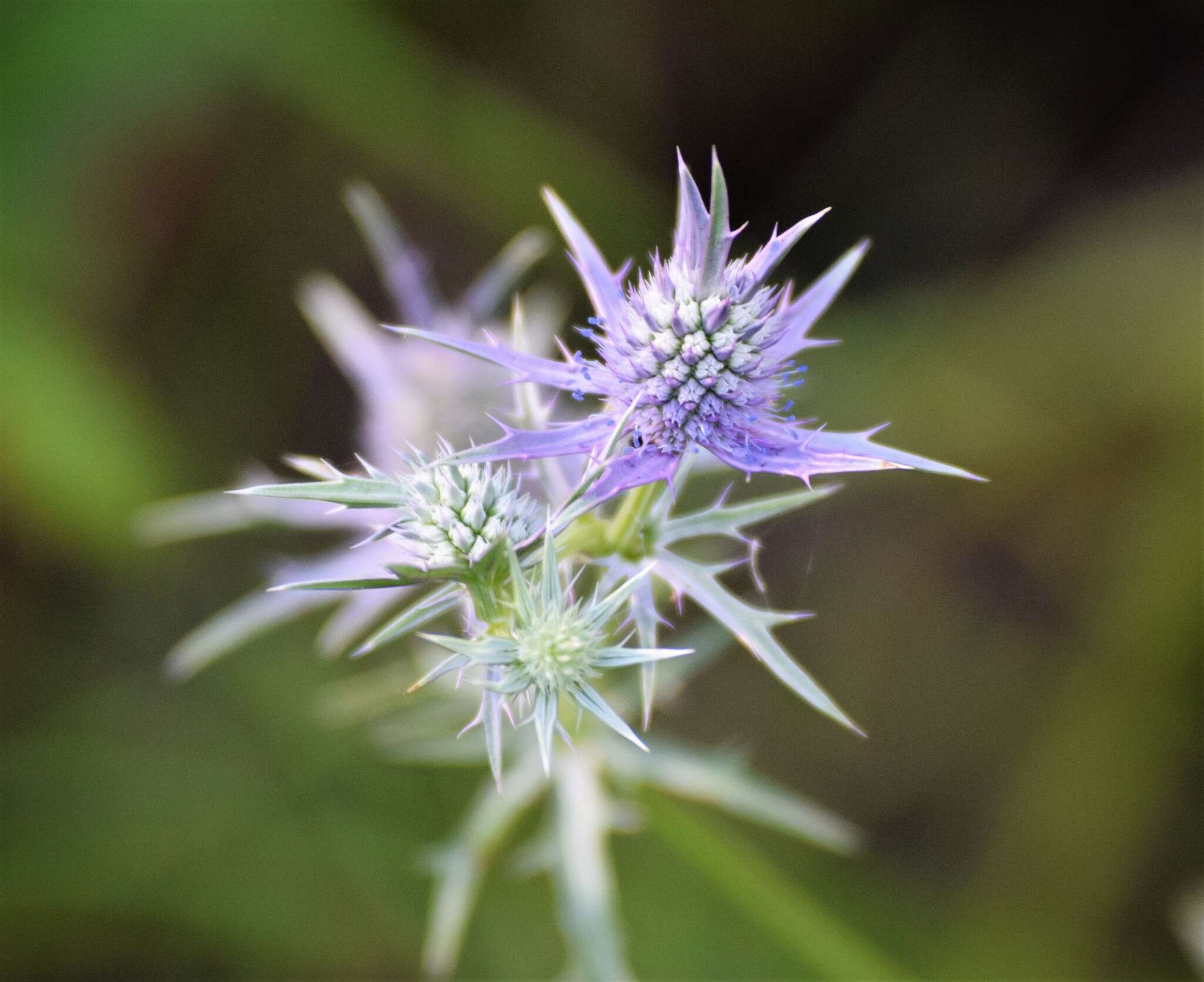 Image de Eryngium hookeri Walp.