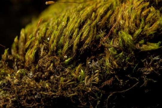 Image of tortella moss