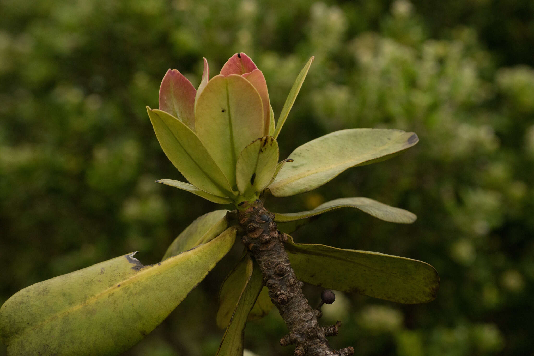 Image of Molokai colicwood