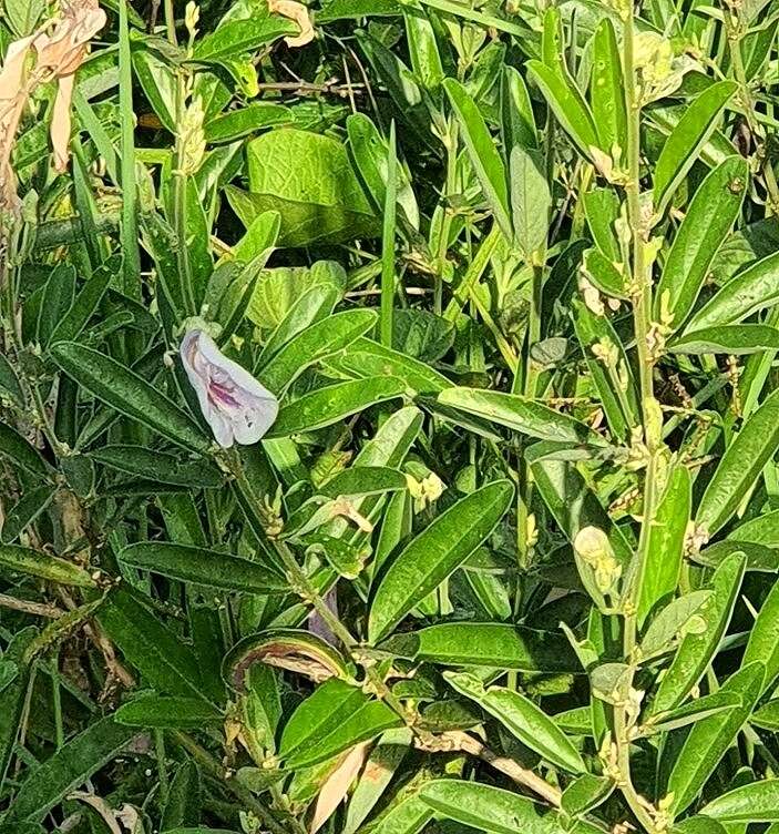 Image de Clitoria laurifolia Poir.