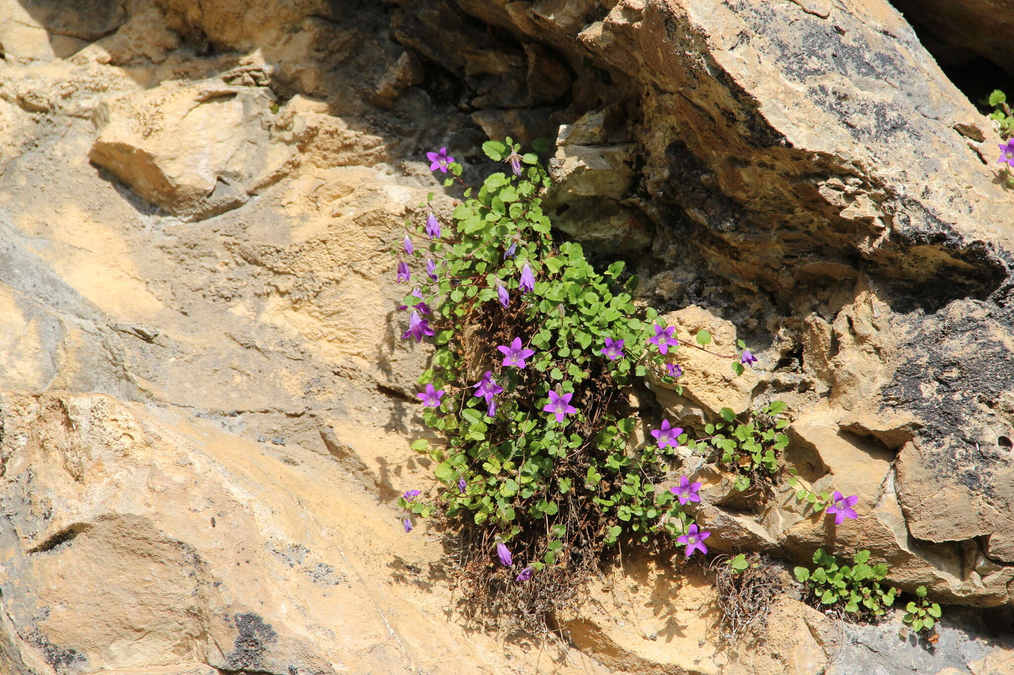 Imagem de Campanula andina Rupr.