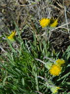 Erigeron bloomeri A. Gray resmi