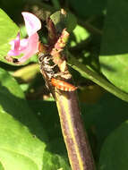 Image de Larra bicolor Fabricius 1804