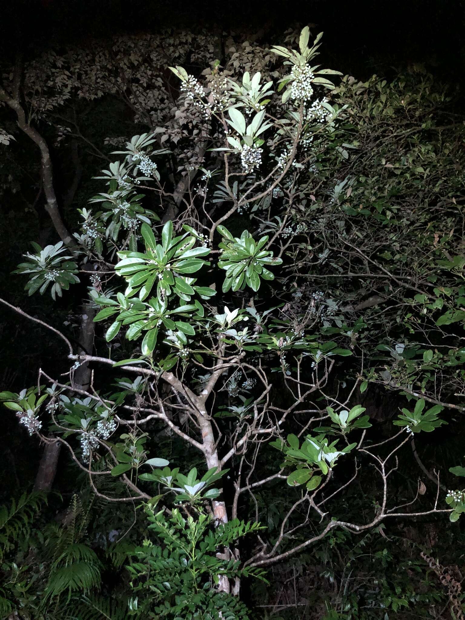 Image de Daphniphyllum calycinum Benth.