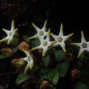 Image of Ceropegia stellata (E. A. Bruce & R. A. Dyer) Bruyns