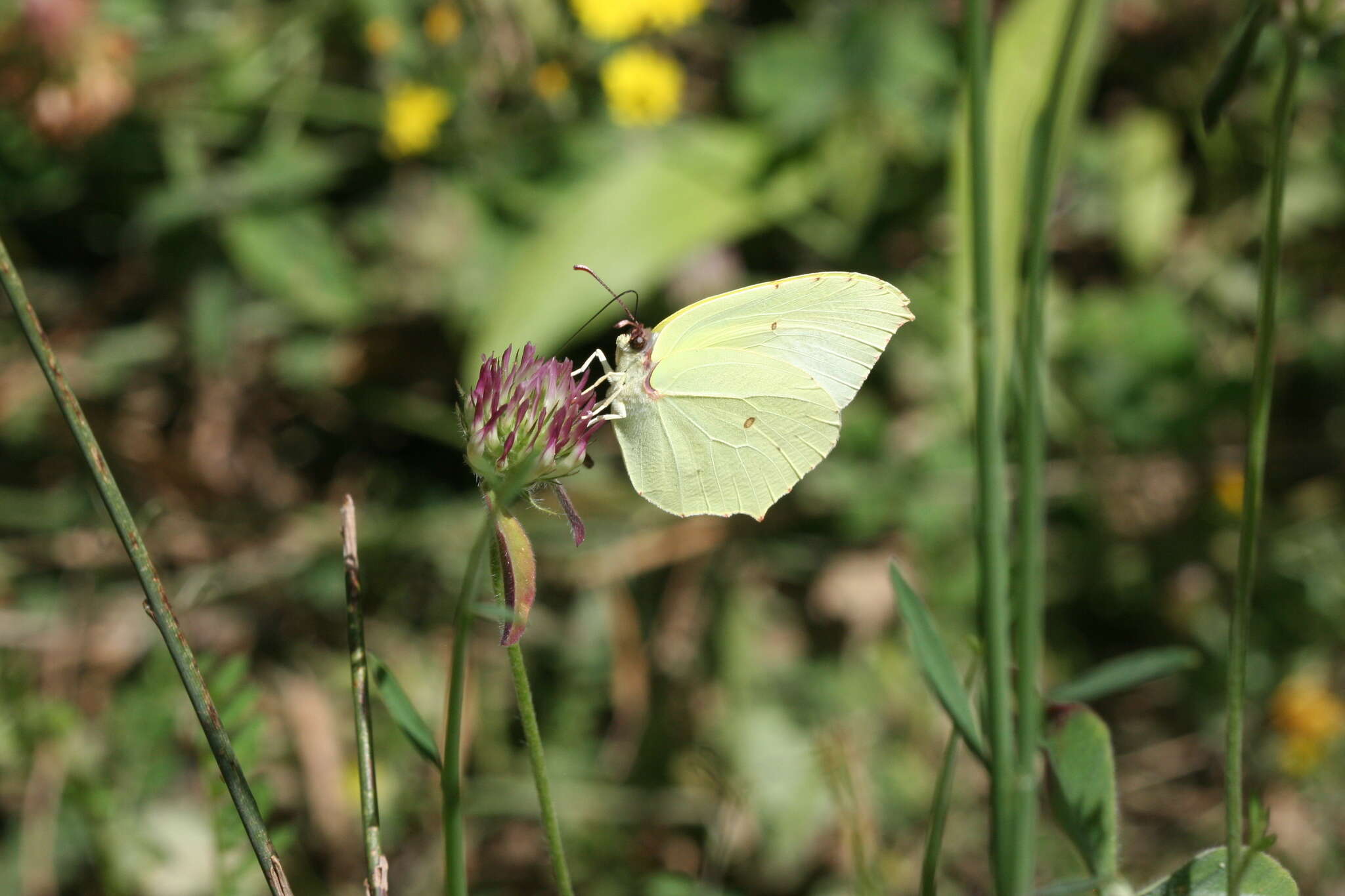 Image of Gonepteryx farinosa (Zeller 1847)