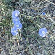 Image of wild dwarf morning-glory