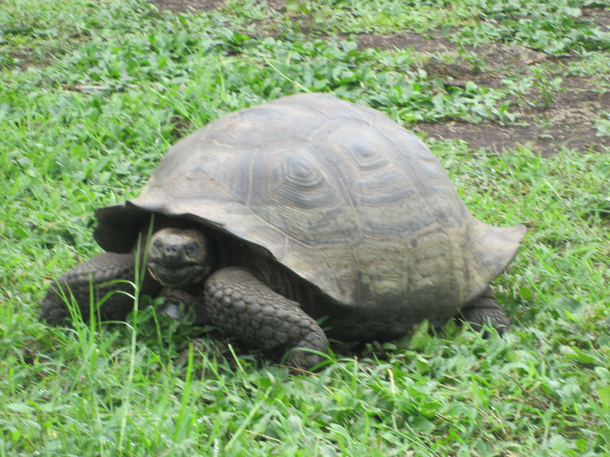 Image of Chelonoidis niger porteri (Rothschild 1903)