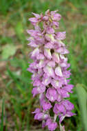 صورة Orchis loreziana Brügger