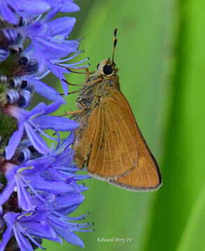 Image of Byssus Skipper