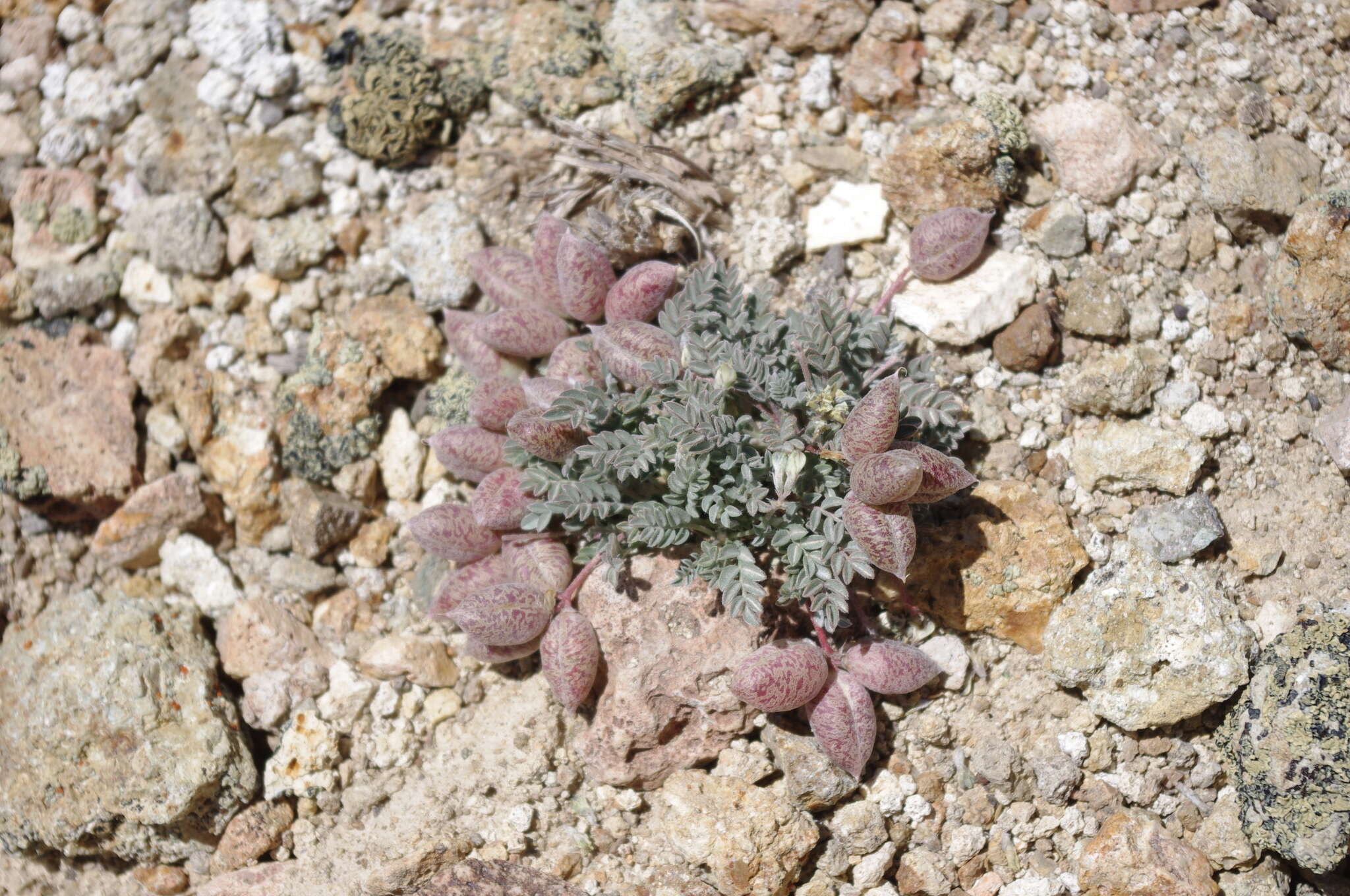 Imagem de Astragalus platytropis A. Gray