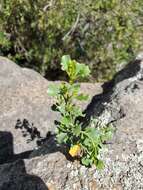 Image of Baccharis flabellata Hook. & Arn.